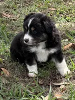 B-Bob, a male Toy Australian Shepherd for sale in Polk City, FL – Photo 6 of 10