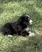 B-Bob, a male Toy Australian Shepherd for sale in Polk City, FL – Photo 5 of 10