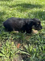 G-Red, a male Miniature American Shepherd for sale in Polk City, FL – 7 of 10