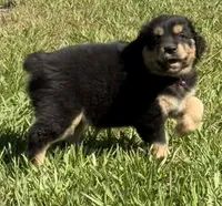 G-Pink, a female Miniature American Shepherd for sale in Polk City, FL – 1 of 10
