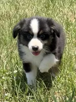 B-Bailey , a male Toy Australian Shepherd for sale in Polk City, FL – 1 of 10