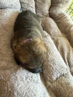 S-Sierra purple, a female German Shepherd Dog for sale in Polk City, FL – Photo 2 of 10