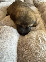 S-Sierra purple, a female German Shepherd Dog for sale in Polk City, FL – Photo 5 of 10