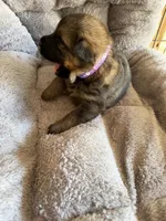 S-Sierra purple, a female German Shepherd Dog for sale in Polk City, FL – Photo 7 of 10