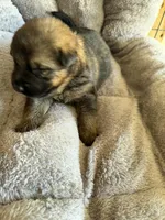 S-Sierra purple, a female German Shepherd Dog for sale in Polk City, FL – Photo 9 of 10