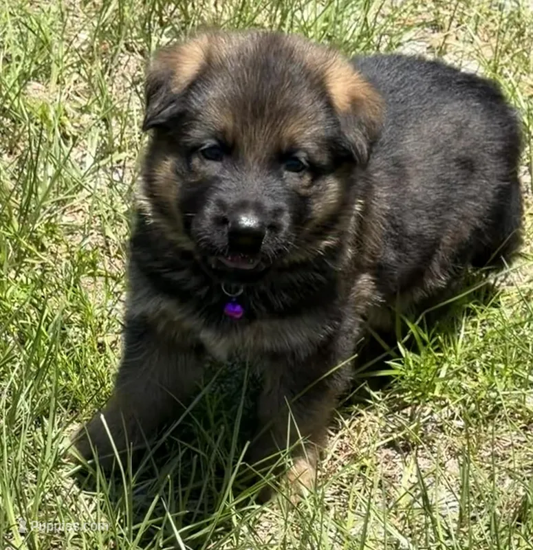 S-Sierra purple – German Shepherd Dog puppy for sale in Polk City, FL
