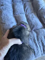 S-Sierra purple, a female German Shepherd Dog for sale in Polk City, FL – Photo 4 of 10