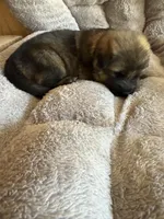 S-Sierra purple, a female German Shepherd Dog for sale in Polk City, FL – Photo 8 of 10