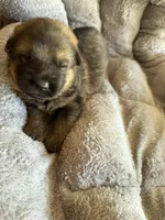 S-Sierra purple, a female German Shepherd Dog for sale in Polk City, FL – Photo 6 of 10