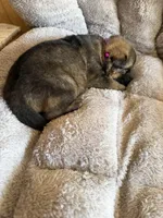 S-Sierra purple, a female German Shepherd Dog for sale in Polk City, FL – Photo 10 of 10