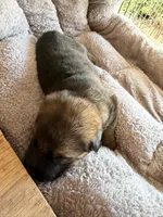 S-Sierra purple, a female German Shepherd Dog for sale in Polk City, FL – Photo 3 of 10