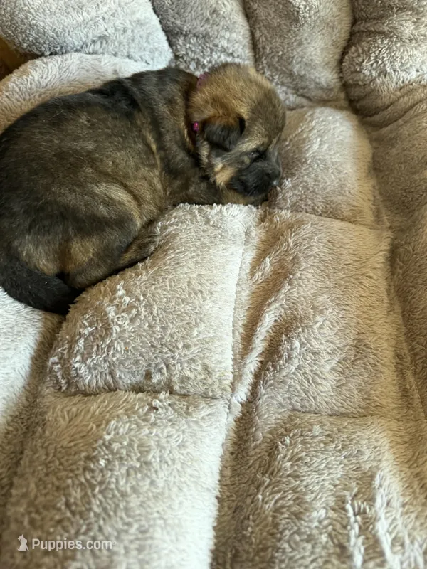 S-Sierra purple – German Shepherd Dog puppy for sale in Polk City, FL