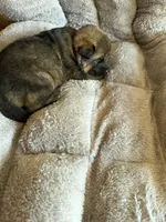 S-Sierra purple, a female German Shepherd Dog for sale in Polk City, FL – Photo 1 of 10