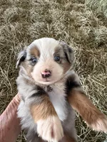 L-Red, a male Toy Australian Shepherd for sale in Polk City, FL – Photo 7 of 10