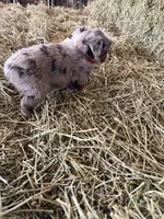 L-Red, a male Toy Australian Shepherd for sale in Polk City, FL – Photo 9 of 10