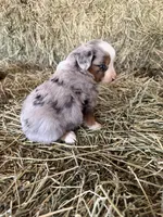 L-Red, a male Toy Australian Shepherd for sale in Polk City, FL – Photo 8 of 10