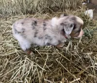 L-Red, a male Toy Australian Shepherd for sale in Polk City, FL – Photo 2 of 10