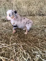 L-Red, a male Toy Australian Shepherd for sale in Polk City, FL – Photo 10 of 10