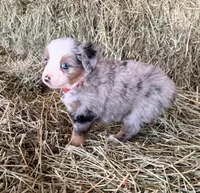 L-Red, a male Toy Australian Shepherd for sale in Polk City, FL – Photo 3 of 10