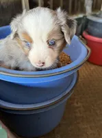 L-Red, a male Toy Australian Shepherd for sale in Polk City, FL – Photo 4 of 10