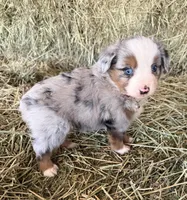 L-Red, a male Toy Australian Shepherd for sale in Polk City, FL – Photo 6 of 10