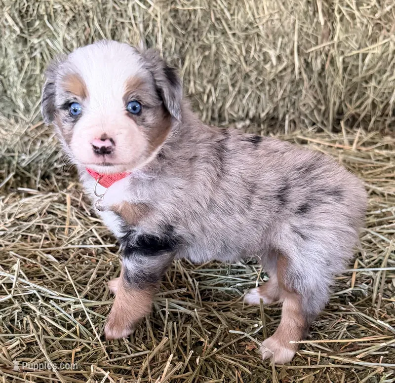 L-Red – Toy Australian Shepherd puppy for sale in Polk City, FL
