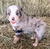 L-Red, a male Toy Australian Shepherd for sale in Polk City, FL – Photo 1 of 10