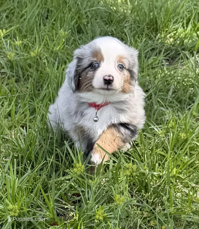 L-Red – Toy Australian Shepherd puppy for sale in Polk City, FL