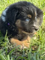 G-purple , a female Miniature American Shepherd for sale in Polk City, FL – 1 of 10