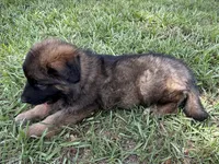 S-Samson, a male German Shepherd Dog for sale in Polk City, FL – 7 of 10
