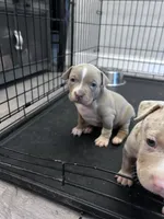 Caprice, a female American Bully for sale in Newark, DE – 2 of 2