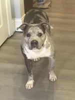Star, a female Staffordshire Bull Terrier and American Pit Bull Terrier for sale in Newark, DE – 3 of 6