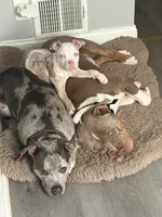 Star, a female Staffordshire Bull Terrier and American Pit Bull Terrier for sale in Newark, DE – 4 of 6