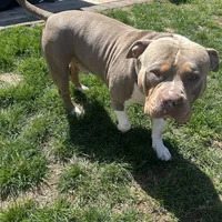 Rubi, a female American Bully and American Pit Bull Terrier for sale in Newark, DE – Photo 5 of 5