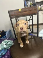 Rubi, a female American Bully and American Pit Bull Terrier for sale in Newark, DE – Photo 2 of 6