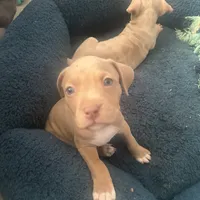 Rubi, a female American Bully and American Pit Bull Terrier for sale in Newark, DE – Photo 2 of 5