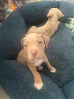 Rubi, a female American Bully and American Pit Bull Terrier for sale in Newark, DE – Photo 3 of 6