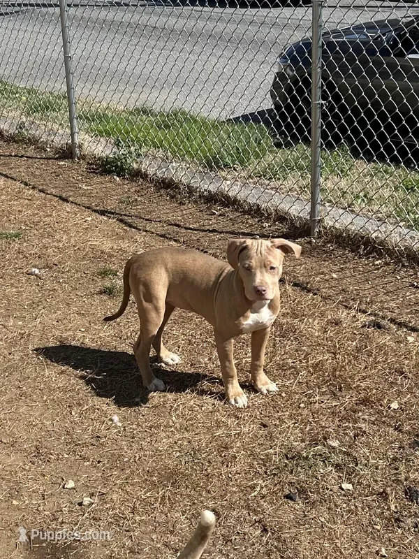 Rubi – American Bully, American Pit Bull Terrier puppy for sale in Newark, DE