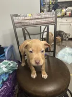 Rubi, a female American Bully and American Pit Bull Terrier for sale in Newark, DE – Photo 1 of 6