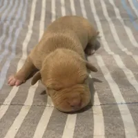 Rubi, a female American Bully and American Pit Bull Terrier for sale in Newark, DE – Photo 3 of 5