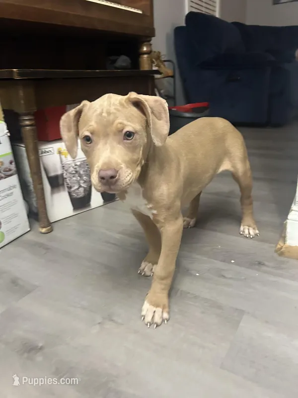 Rubi – American Bully, American Pit Bull Terrier puppy for sale in Newark, DE