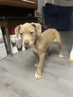 Rubi, a female American Bully and American Pit Bull Terrier for sale in Newark, DE – Photo 1 of 5