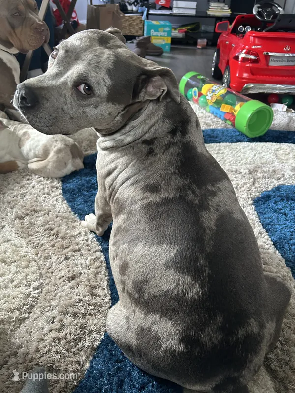 Star – Staffordshire Bull Terrier, American Pit Bull Terrier puppy for sale in Newark, DE