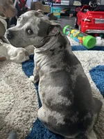 Star, a female Staffordshire Bull Terrier and American Pit Bull Terrier for sale in Newark, DE – 1 of 6