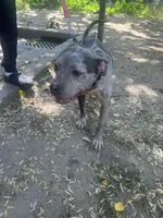 Star, a female Staffordshire Bull Terrier and American Pit Bull Terrier for sale in Newark, DE – 6 of 6
