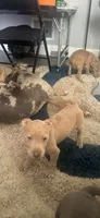 Duece, a male American Bully and American Pit Bull Terrier for sale in Newark, DE – 3 of 4