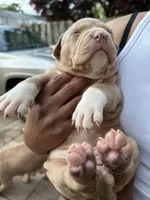 Female 1, a female American Bully for sale in Newark, DE – 2 of 9