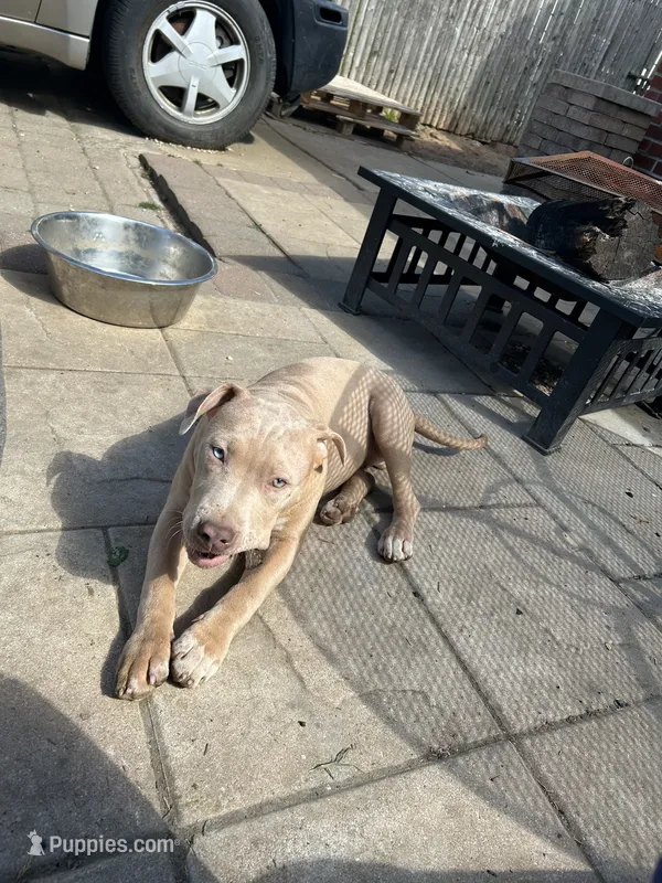 Duece – American Bully, American Pit Bull Terrier puppy for sale in Newark, DE
