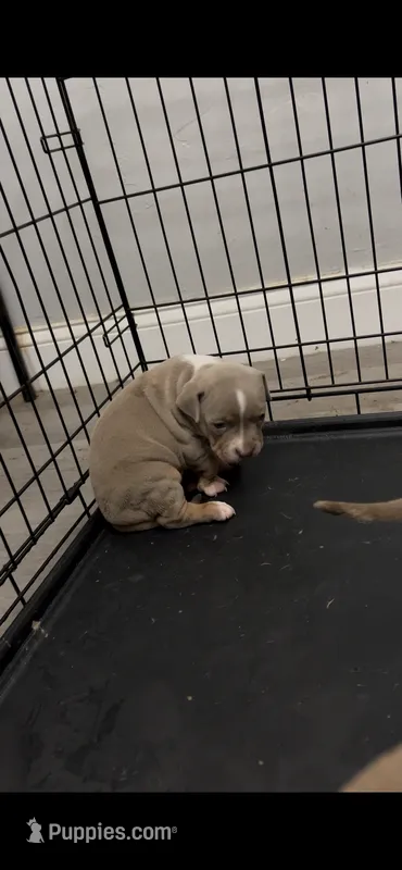 Female 2, a female American Bully for sale in Newark, DE – 1 of 7