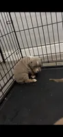 Female 2, a female American Bully for sale in Newark, DE – 1 of 7